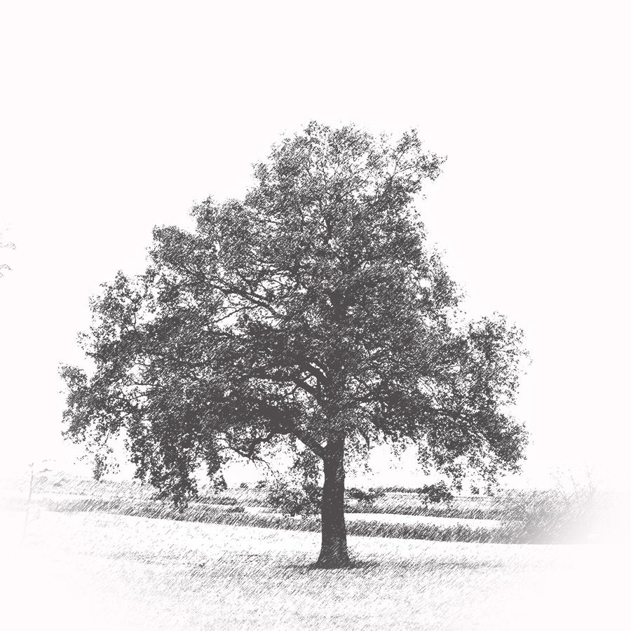 Baum, Eiche auf dem Feld